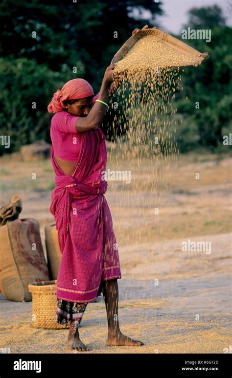 Woman winnowing rice hi-res stock photography and images - Alamy