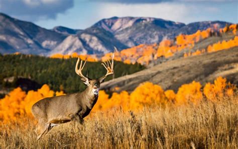 Utah Deer Season 2023-2024 New Dates, Regulations & Licenses - DeerSeason.Org