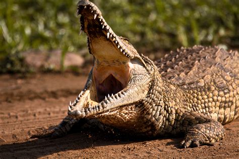 South African Woman Dies After Crocodile Attacked Her While She Was Crossing River - Newsweek