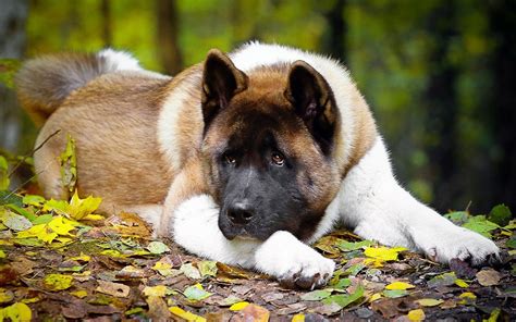 Amerikan Akita : For sale American akita, puppy , female, Belarus ...