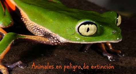 Animales en peligro de extinción: Borrego Cimarrón