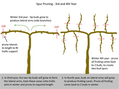 How to prune grape vines – cane and spur pruning explained – Artofit