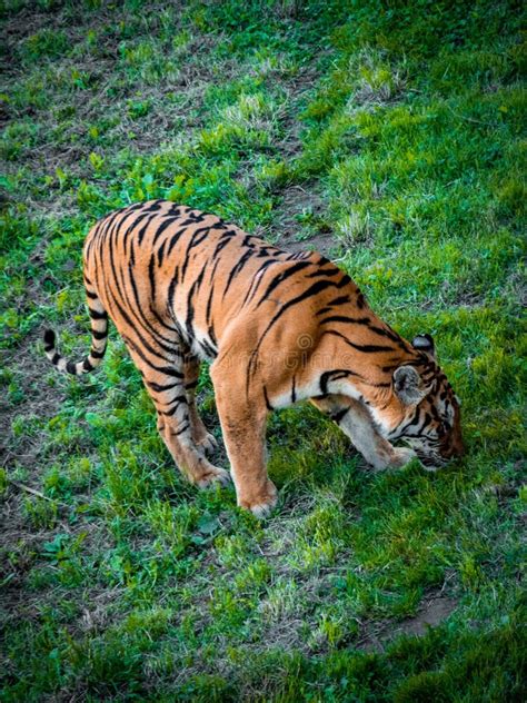 Tiger feeding stock image. Image of camouflage, siberian - 31829673