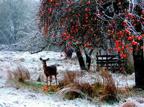 Beautiful Winter Scenery And Snow Photos | The Weather Guide