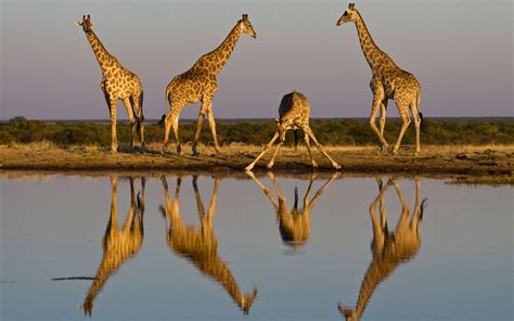 Giraffes In Africa