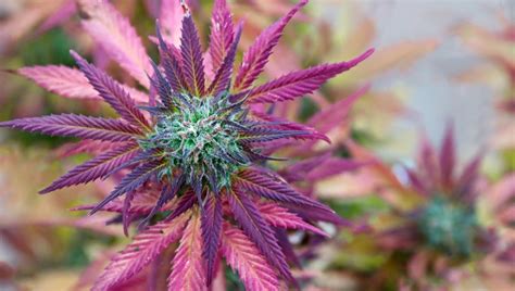 How Do I Turn My Buds Purple? - Fast Buds Autoflowering Cannabis Seeds