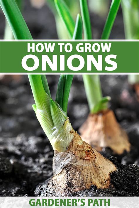 How to Plant and Grow Onions | Gardener’s Path