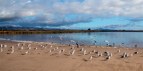 Santa Clara River Estuary: A Hidden Beach Bird Party