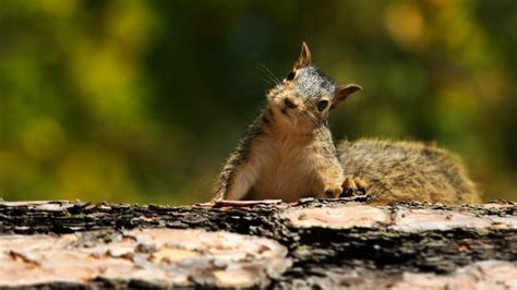 These Animals are Disappearing from North American Forests - Arbor Day Blog