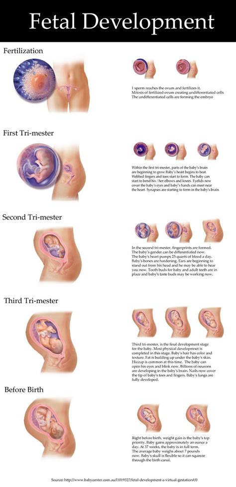 Fetal Development Virtual Visualization | uCollect Infographics | Pinterest