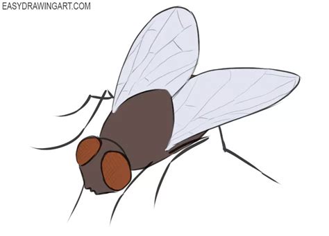 How to Draw a Fly - Easy Drawing Art