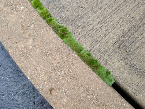 Nature in Sidewalk Cracks