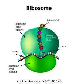 Labelled Diagram Of Ribosomes