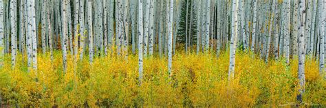 Autumn's Textures | Aspen Trees Fall Foliage | Gintchin Fine Art