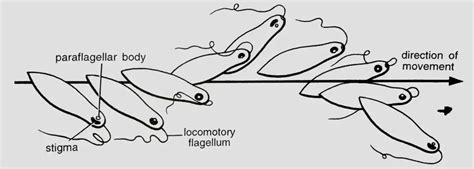 How does Euglena move? (Locomotion & Movement in Euglena)