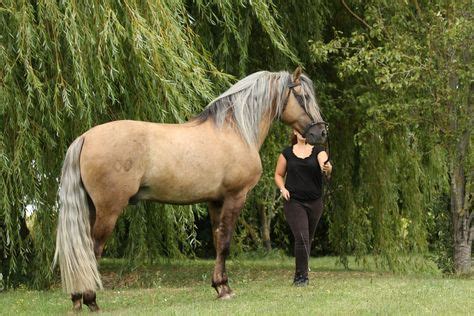 32 Horses - Dunalino ideas in 2021 | horses, quarter horse, beautiful ...