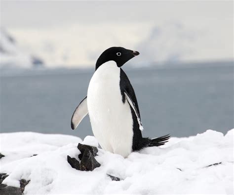 Adelie Penguins | The Life of Animals