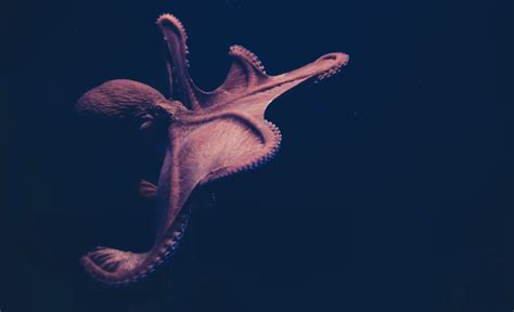 Is keeping a pet octopus cruel? - Green Prophet