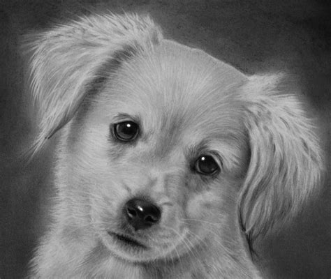 Puppy drawing close up by john harding | ArtWanted.com