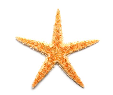 Morning Star Symbolism Meaning: Exploring Its Significance