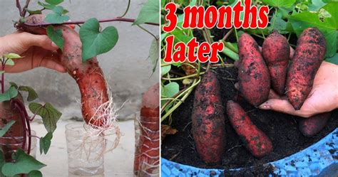 How to propagate sweet potatoes in water for many roots and tubers – Gardening Hacks and Tips