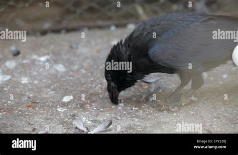 Crow eating meat Stock Videos & Footage - HD and 4K Video Clips - Alamy