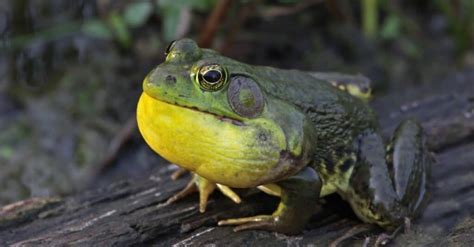 Bullfrog Teeth: Everything You Need To Know - A-Z Animals