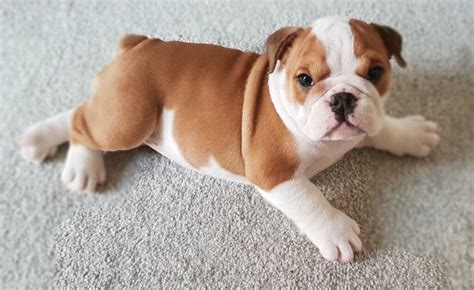 Best of British Bulldog puppies for sale | in Aberdare, Rhondda Cynon Taf | Gumtree