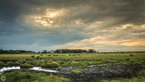 Hluhluwe Game Reserve Safari Tips