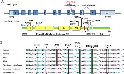 Schematic of the LMNA gene and lamin A protein indicating... | Download Scientific Diagram