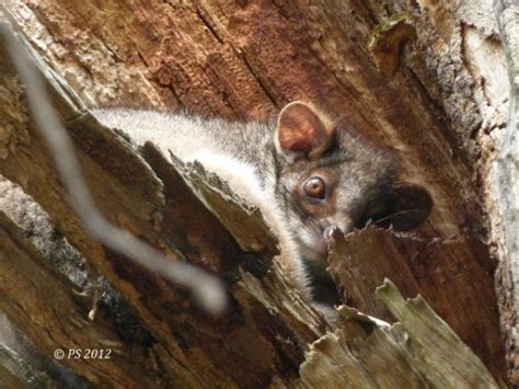 What’s Lurking In Your Backyard? – #19 Ringtail Possum – Habitat Ecology