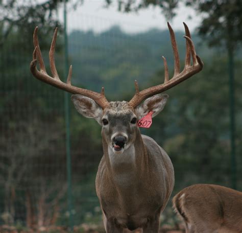 Trophy Whitetail Breeder Bucks Stocker Bucks Shooter Bucks Beeder Does Semen at MC Ranch