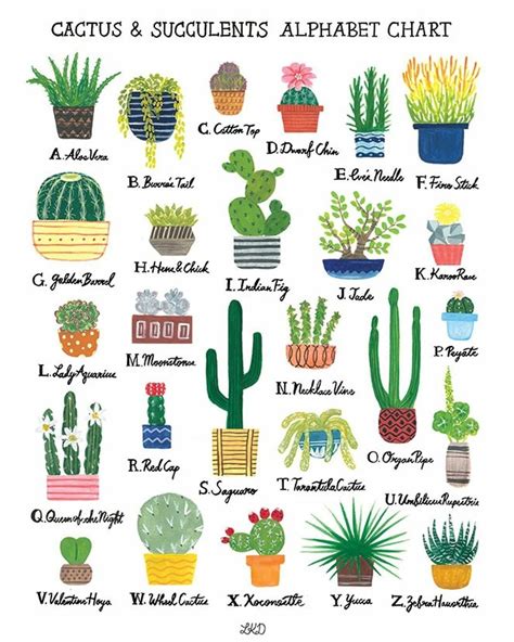 Succulent Plants Types Of Cactus Plants Names