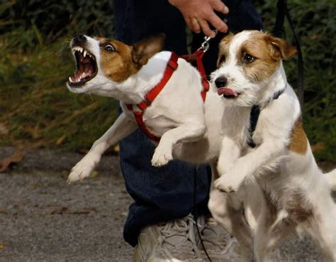 AGGRESSIVE DOG TRAINING PHOENIX | DOG AGGRESSION