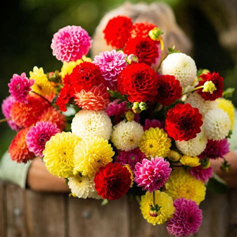 Dahlia Pompon Mix Seeds Dahlia variabilis Annual Flower | Etsy