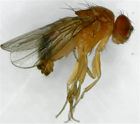 Drosophila Melanogaster | lupon.gov.ph