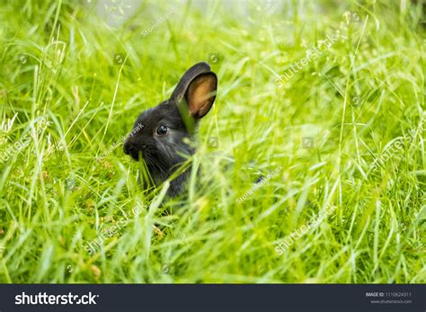 Cute Black Bunny Hiding Behind Tall Stock Photo 1110624311 | Shutterstock
