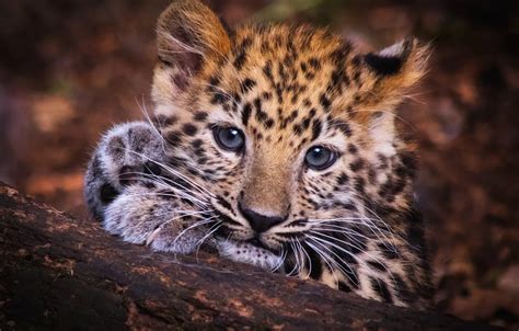 Baby Leopard Wallpaper | HD Wallpapers