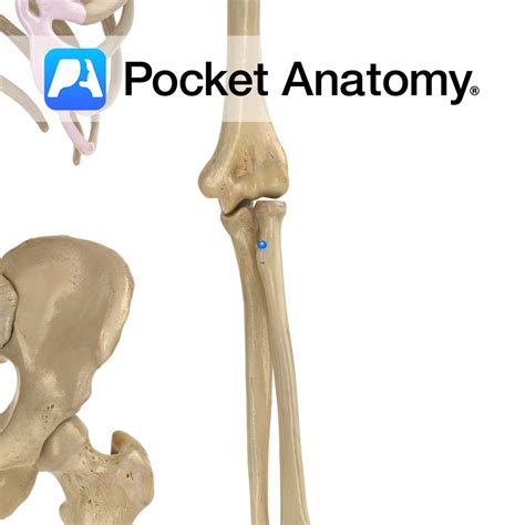 Radius - radial tuberosity - Pocket Anatomy