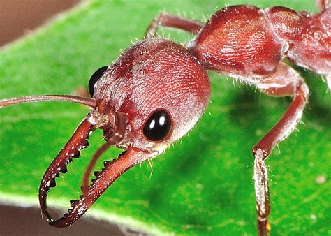 Giant Brown Bull Ant - Myrmecia pyriformis or Myrmecia brevinoda