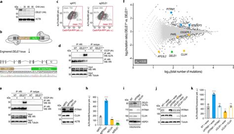 Genome-wide screen for regulators of DELE1 a HeLa cells expressing... | Download Scientific Diagram