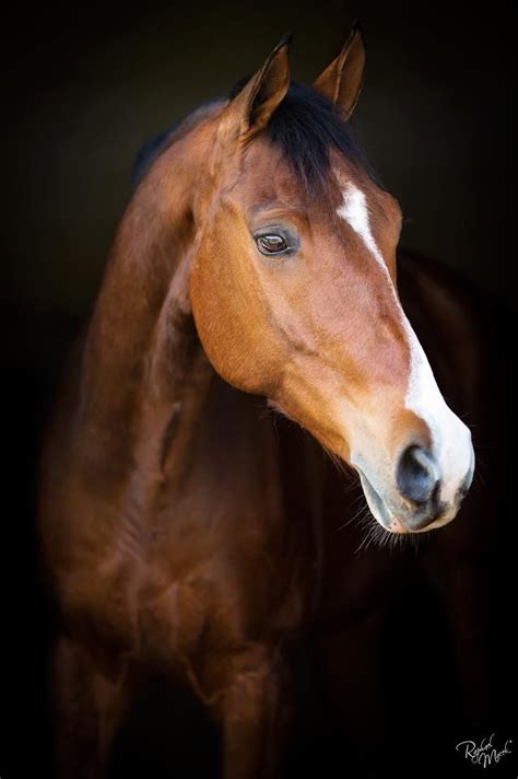 Barn Fence | Horses, Animals, Animals beautiful