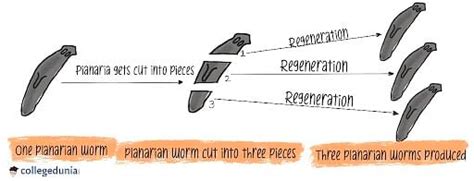 Regeneration in Planaria: Definition & Process