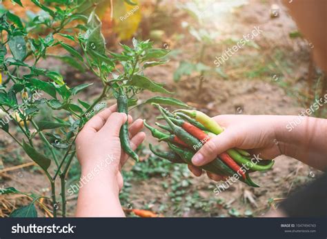 52,383 Chili peppers harvest Images, Stock Photos & Vectors | Shutterstock