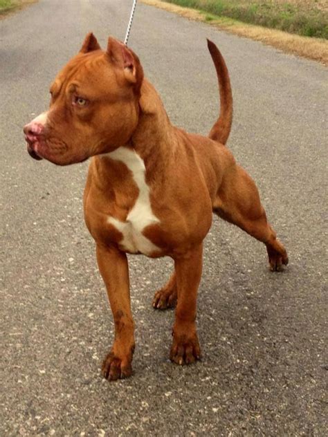 Rednose pibble! | Molossers ( It's a Bully World! ) | Pinterest | Pit bull, Dog and Animal