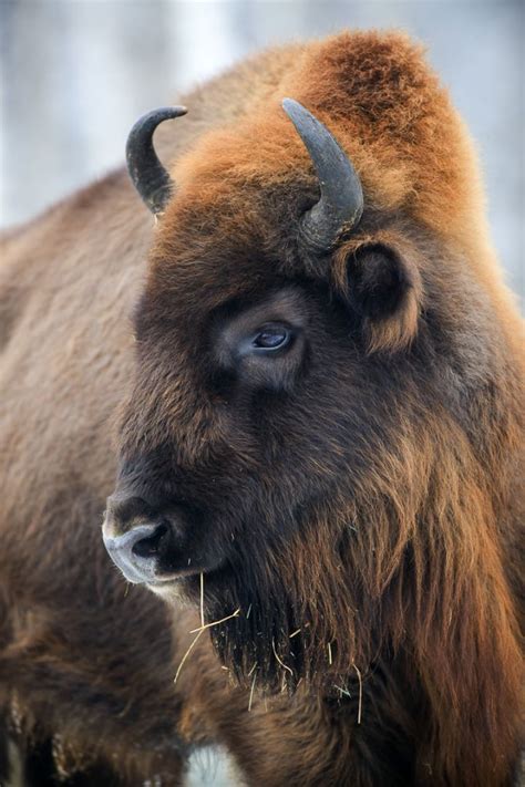 Wisent (Bison bonasus) - Naturbild-Galerie: Wisente - Fokusnatur ...