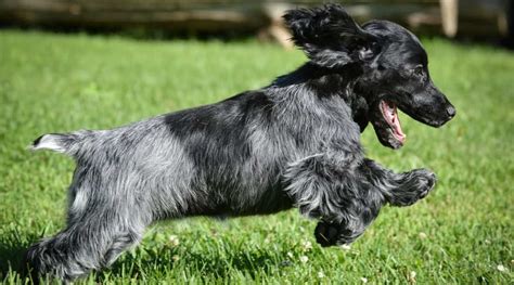 Expert Guide To Blue Roan Cocker Spaniel Dogs - Fidose of Reality