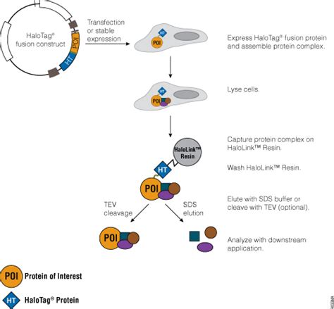 Protein Purification Guide | An Introduction to Protein Purification Methods