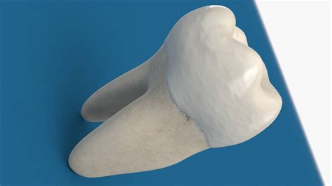 3D Model of Molar Tooth - Kezan's Portfolio