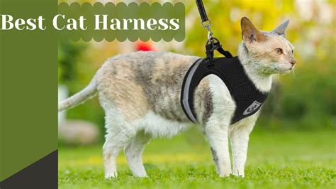 7 Best Cat Harness – A safe and Secure Option for Your Cat - My Pet Tips